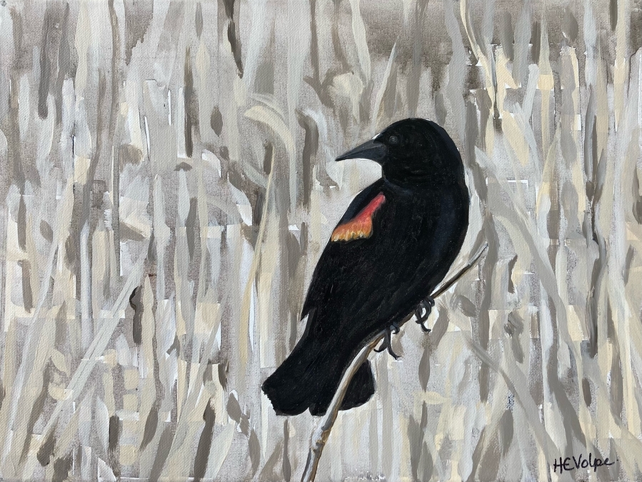 Red-winged Blackbird