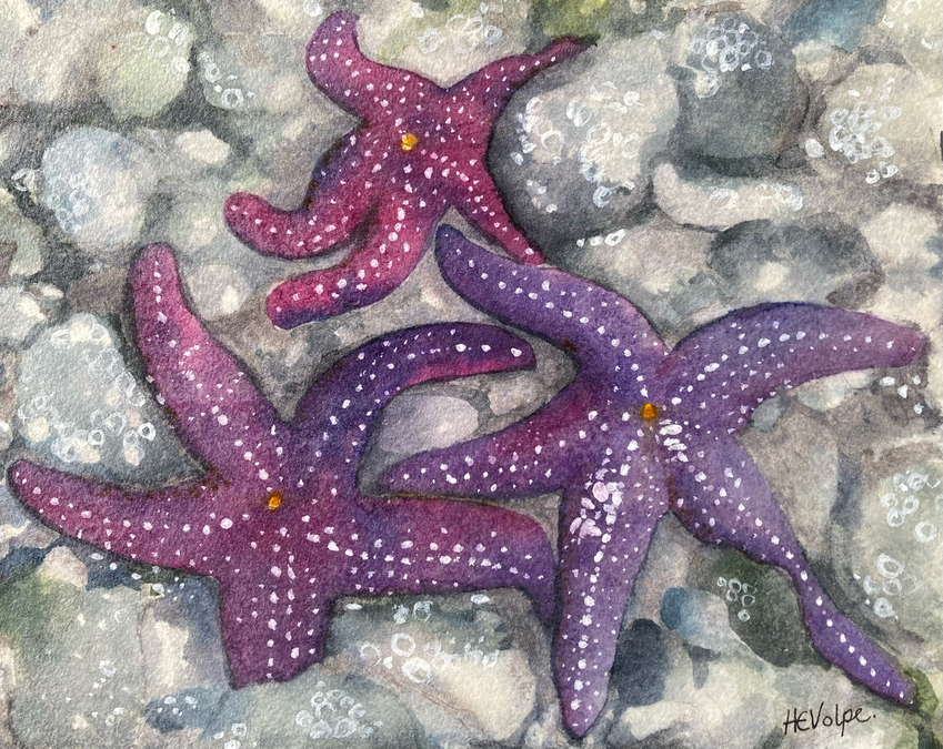 Starfish Bed